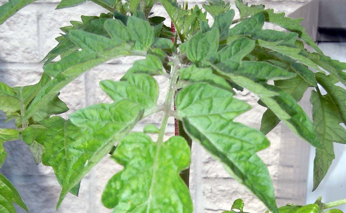 Plant tomate